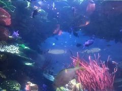 -迪拜帆船酒店海底餐厅