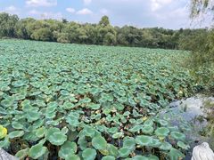 -长春市南湖公园