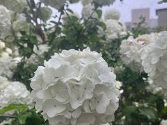 -Jo's Garden