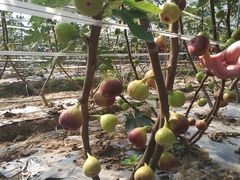 -武汉世外桃源农庄