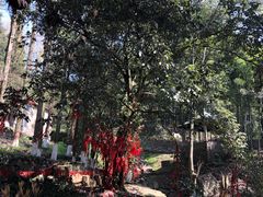 -莫干山风景区