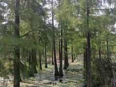 -池杉湖湿地公园