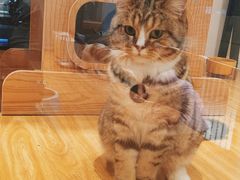 -啵啵喵·猫咖(攀华国际店)