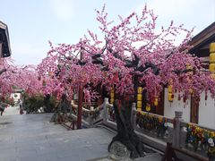 -青岩古镇