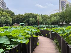 -陈家山荷花公园