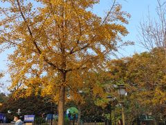 -八大关景区