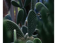 -深圳市中科院仙湖植物园