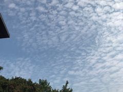 -大湾区中央湿地公园