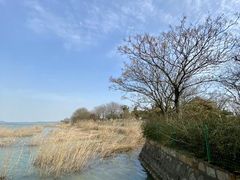 -西京湾花海