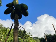 -梧桐山风景名胜区