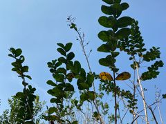 -深圳仙湖植物园