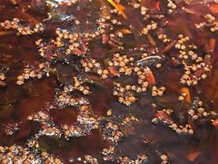 -胖子鱼·天水麻辣鱼火锅(秦州407店)