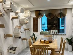 -楼上猫咖(罗湖店)