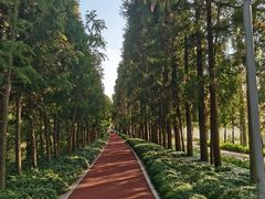 -上海长兴岛郊野公园