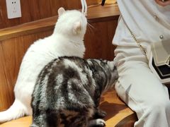 -有猫主题·治愈系猫咖(曾厝垵店)