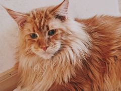 -猫腻·猫咖·撸猫馆(星光大道店)