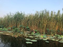 -白洋淀景区