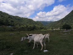 -狮子沟牧场