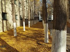 -北京国家会计学院