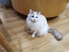 -滚猫咖啡·猫咖·猫友好撸猫(未来城店)
