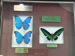 -上海昆虫博物馆