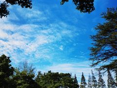 -上海滨江森林公园