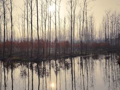 -合肥滨湖国家森林公园