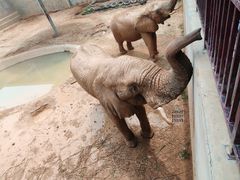 -西霞口神雕山野生动物世界