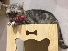 -猫色咖啡·猫咖
