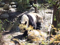 -成都大熊猫繁育研究基地