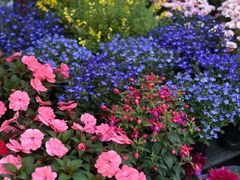 -平吉花卉市场