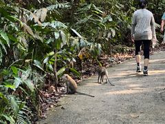 -武吉知马自然保护区