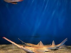 -鹿儿岛水族馆