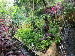 -呀路古热带植物园
