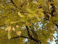 -上海植物园·停车场