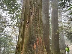-天目山大树王景区