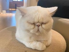 -猫腻·猫咖·撸猫馆(星光大道店)