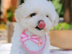 -翊宠yipet猫狗购宠庄园犬舍•猫舍