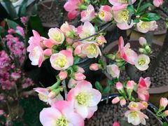 -双季花艺园艺市场(浦东店)