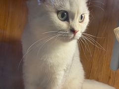 -叮叮猫咪生活馆