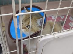 -嘉馨宠物医院·CT影像转诊·心脏科·犬猫全科诊疗中心(下沙大学城院区)