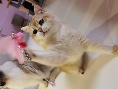 -三花喵·撸猫购宠·宠物生活馆(虹桥南丰城店)