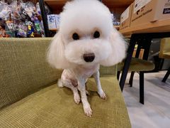 -派多格宠物(御景湾店)