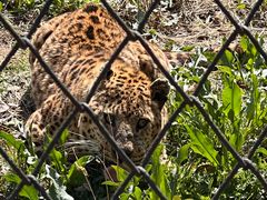 -大连森林动物园