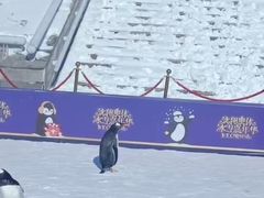 -沈阳奥体冰雪嘉年华