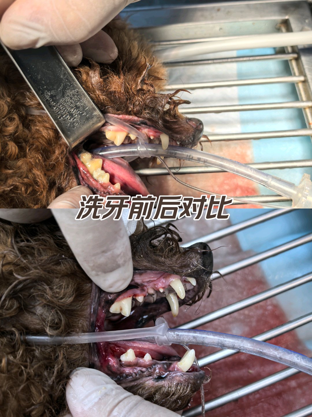 狗狗口鼻瘘症状图片