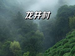 -龙井村