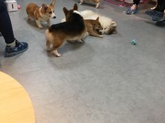 -汪说·狗咖(旺城大厦店)