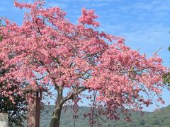 -风云岭森林公园