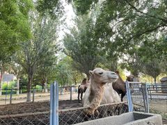 -长白岛森林公园